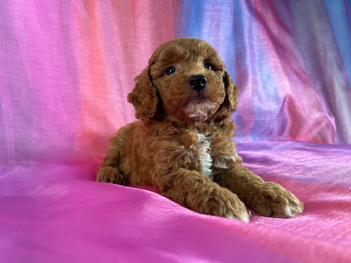 Female Bichon Poodle Puppy for Sale DOB 6-15-2024 $750